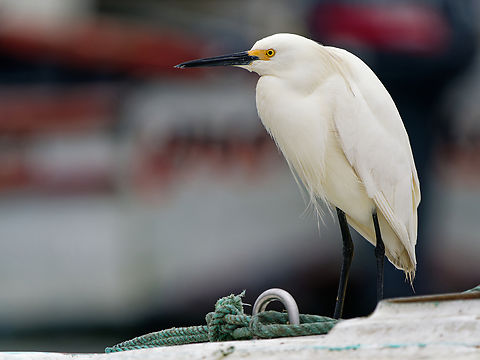 Snowy Egret in Peru on a boat in a harbour Egretta thula,Geotagged,Peru,Snowy Egret,Spring