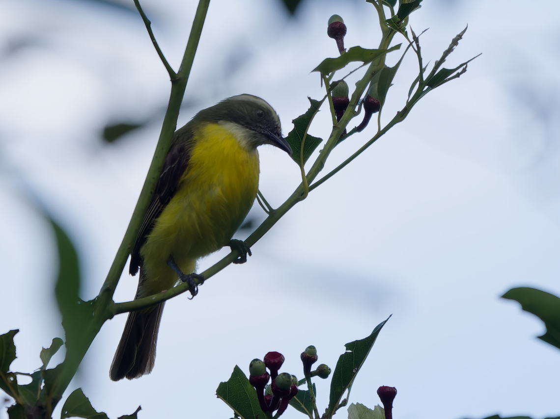 Social Flycatcher in Peru  Geotagged,Myiozetetes similis,Peru,Social flycatcher,Spring