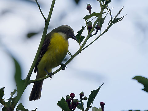 Social Flycatcher in Peru  Geotagged,Myiozetetes similis,Peru,Social flycatcher,Spring