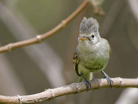 Southern Beardless Tyrannulet  Camptostoma obsoletum,Geotagged,Peru,Southern beardless tyrannulet,Spring