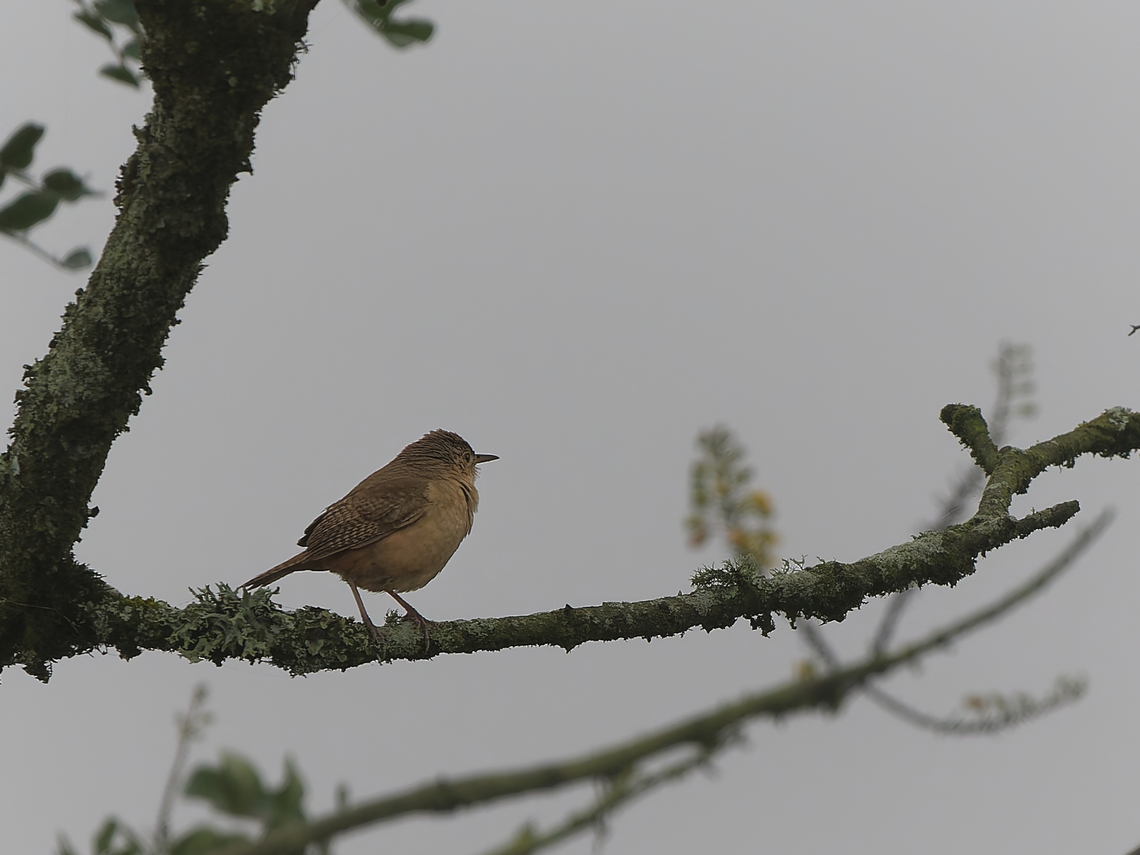 Southern House Wren in Peru  Geotagged,Peru,Southern House Wren,Spring,Troglodytes musculus