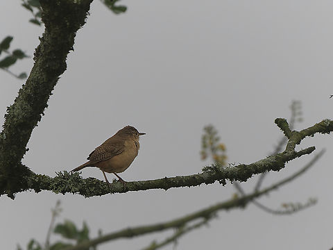 Southern House Wren in Peru  Geotagged,Peru,Southern House Wren,Spring,Troglodytes musculus