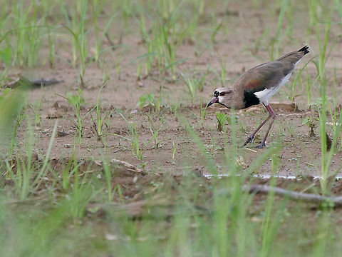 Southern Lapwing  Geotagged,Peru,Southern Lapwing,Spring,Vanellus chilensis