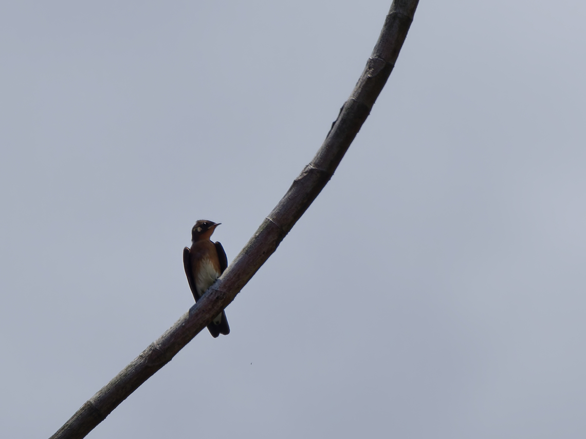 Southern Rough-winged Swallow in Peru  Geotagged,Peru,Southern rough-winged swallow,Spring,Stelgidopteryx ruficollis