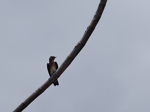 Southern Rough-winged Swallow in Peru  Geotagged,Peru,Southern rough-winged swallow,Spring,Stelgidopteryx ruficollis