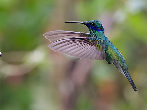 Sparkling Violetear  Colibri coruscans,Geotagged,Peru,Sparkling violetear,Spring