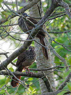 Speckled Chachalaca in Peru  Geotagged,Ortalis guttata,Peru,Speckled chachalaca,Spring