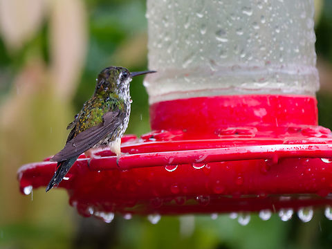 Speckled Hummingbird in Peru soaking wet at a feeder in the pouring rain Adelomyia melanogenys,Geotagged,Peru,Speckled hummingbird,Spring