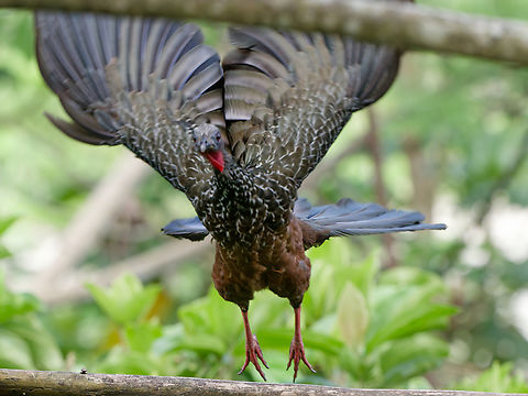 Spix's Guan in Peru  Geotagged,Penelope jacquacu,Peru,Spix's guan,Spring