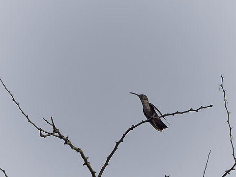 Spot-throated Hummingbird in Peru  Geotagged,Peru,Spot-throated hummingbird,Spring,Thaumasius taczanowskii