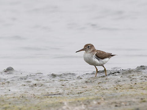 Spotted Sandpiper in Peru  Actitis macularius,Geotagged,Peru,Spotted sandpiper,Spring