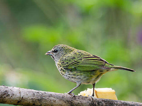 Spotted Tanager in Peru at a feeder station Geotagged,Ixothraupis punctata,Peru,Spotted tanager,Spring