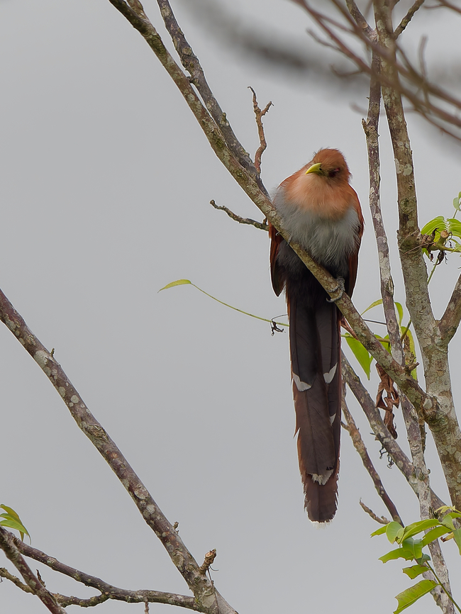 Squirrel Cuckoo in Peru  Geotagged,Peru,Piaya cayana,Spring,Squirrel cuckoo