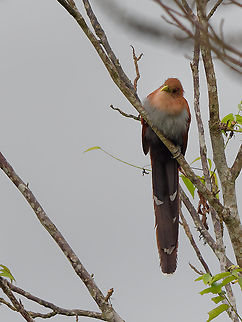 Squirrel Cuckoo in Peru  Geotagged,Peru,Piaya cayana,Spring,Squirrel cuckoo