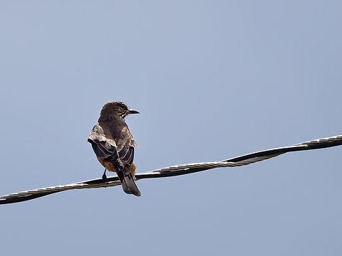 Streak-throated Bush-Tyrant in Peru  Geotagged,Myiotheretes striaticollis,Peru,Spring,Streak-throated bush tyrant