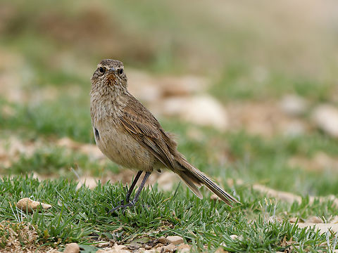 Streak-throated Canasteroin Peru  Asthenes humilis,Geotagged,Peru,Spring,Streak-throated canastero,near endemic