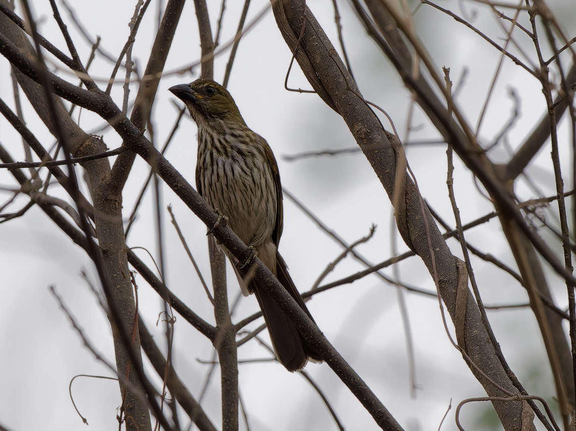 Streaked Saltator in Peru  Geotagged,Peru,Saltator striatipectus,Spring,Streaked saltator