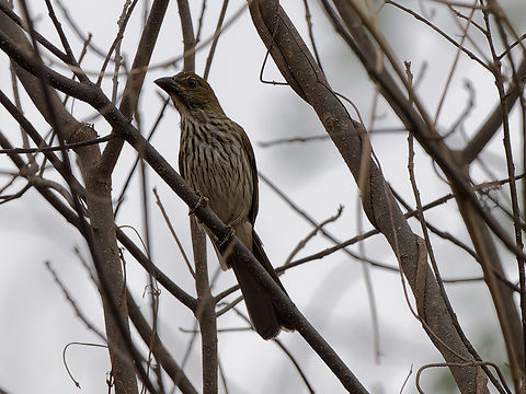 Streaked Saltator in Peru  Geotagged,Peru,Saltator striatipectus,Spring,Streaked saltator