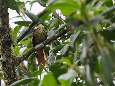 Streaked Tuftedcheek in Peru  Geotagged,Peru,Pseudocolaptes boissonneautii,Spring,Streaked tuftedcheek