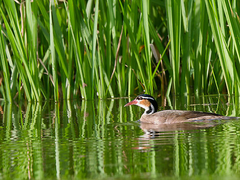 Sungrebe in Peru  Geotagged,Heliornis fulica,Peru,Spring,Sungrebe