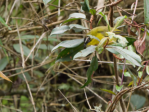 Superciliaried Hemispingus in Peru  Geotagged,Peru,Spring,Superciliaried hemispingus,Thlypopsis ruficeps