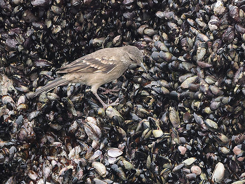 Surf Cinclodes in Peru  Cinclodes taczanowskii,Geotagged,Peru,Peruvian seaside cinclodes,Spring