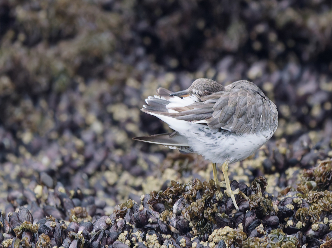Surfbird in Peru  Calidris virgata,Geotagged,Peru,Spring,Surfbird