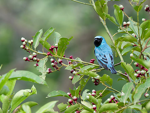 Swallow Tanager in Peru  Geotagged,Peru,Spring,Swallow tanager,Tersina viridis