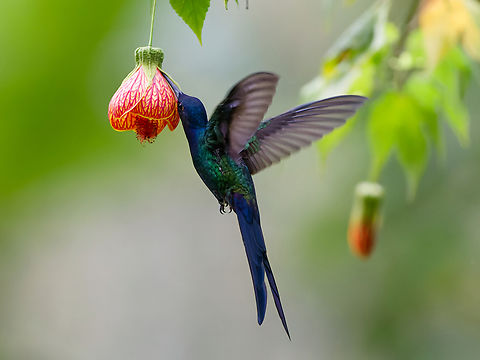 Swallow-tailed Hummingbird misbehaving A brave hummer has to enter a flower by the main entrance, not piercing through the lateral wall. It is not a flower-piercer! Eupetomena macroura,Geotagged,Peru,Spring,Swallow-tailed hummingbird