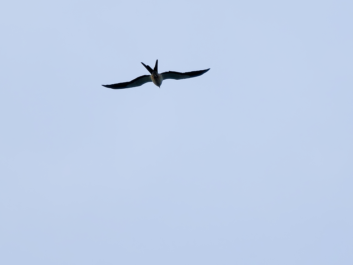 Swallow-tailed Kite in Peru  Elanoides forficatus,Geotagged,Peru,Spring,Swallow-tailed Kite
