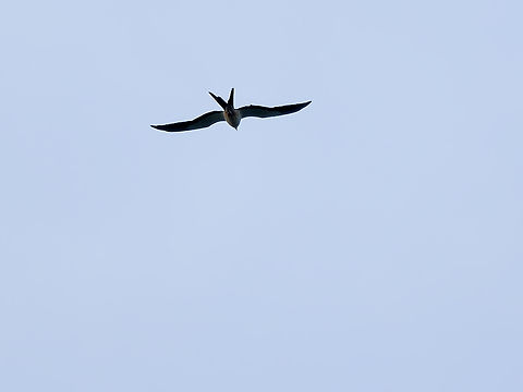 Swallow-tailed Kite in Peru  Elanoides forficatus,Geotagged,Peru,Spring,Swallow-tailed Kite