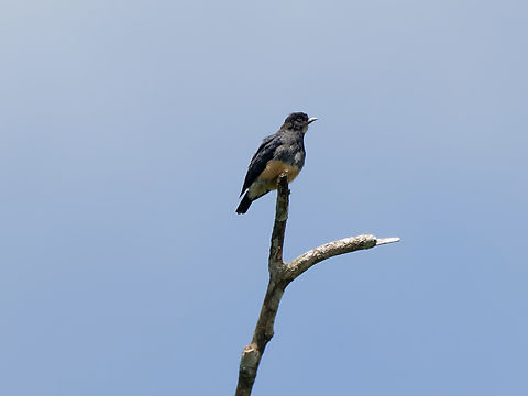 Swallow-winged Puffbird in Peru  Chelidoptera tenebrosa,Geotagged,Peru,Spring,swallow-winged puffbird