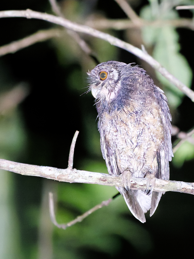 Tawny-bellied Screech-Owl in Peru  Geotagged,Megascops watsonii,Peru,Spring,Tawny-bellied screech owl
