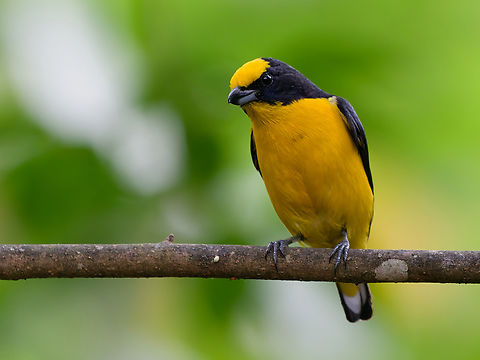 Thick-billed Euphonia male in Peru  Euphonia laniirostris,Geotagged,Peru,Spring,Thick-billed euphonia