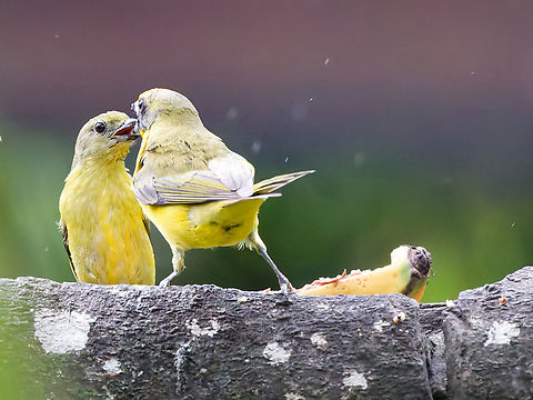 Thick-billed Euphonia female feeding Euphonia laniirostris,Geotagged,Peru,Spring,Thick-billed euphonia