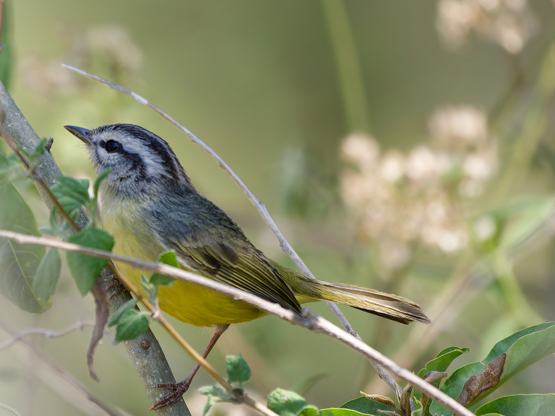 Three-striped Warbler in Peru  Basileuterus tristriatus,Geotagged,Peru,Spring,Three-striped warbler