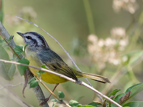 Three-striped Warbler in Peru  Basileuterus tristriatus,Geotagged,Peru,Spring,Three-striped warbler