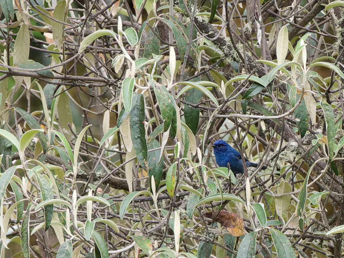 Tit-like Dacnis the male Thibaud asked for :) Geotagged,Peru,Spring,Tit-like dacnis,Xenodacnis parina