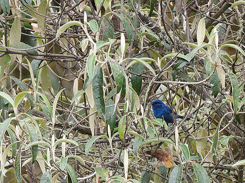 Tit-like Dacnis the male Thibaud asked for :) Geotagged,Peru,Spring,Tit-like dacnis,Xenodacnis parina