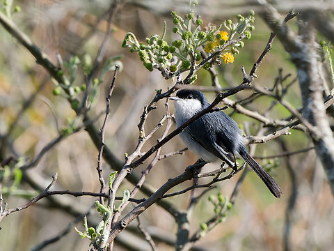 Tropical Gnatcatcher in Peru  Geotagged,Peru,Polioptila plumbea,Spring,Tropical gnatcatcher