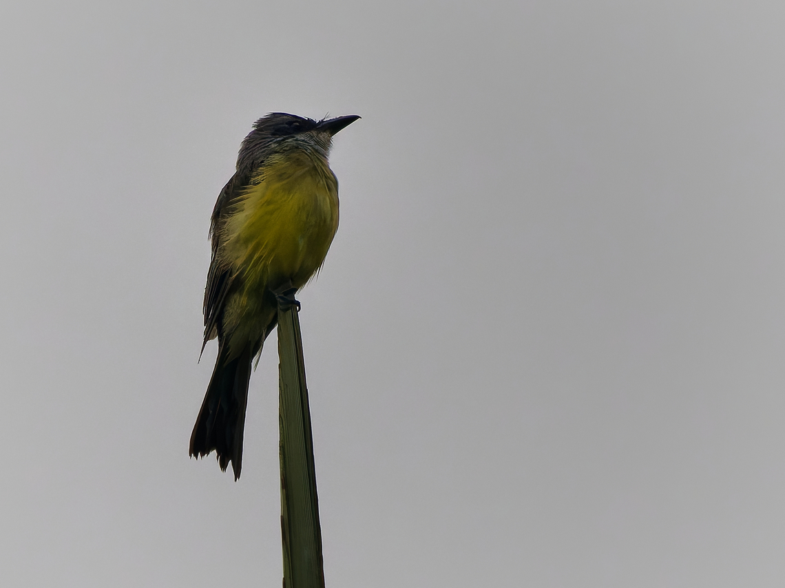 Tropical Kingbird in Peru  Geotagged,Peru,Spring,Tropical Kingbird,Tyrannus melancholicus