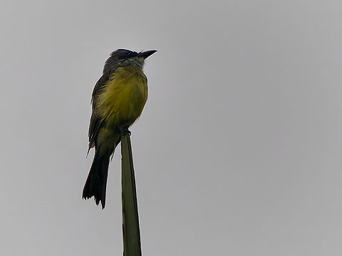 Tropical Kingbird in Peru  Geotagged,Peru,Spring,Tropical Kingbird,Tyrannus melancholicus