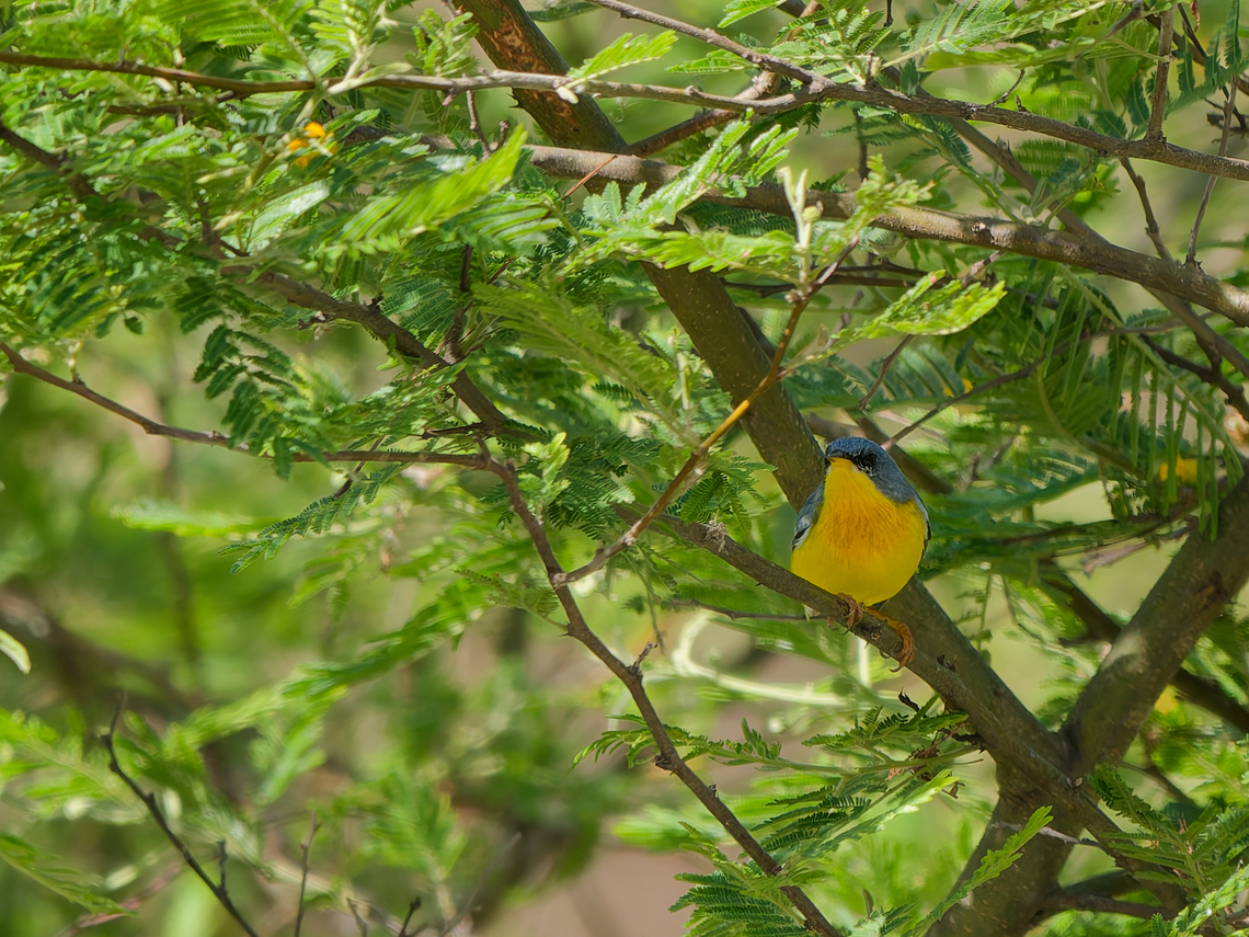 Tropical Parula in Peru  Geotagged,Peru,Setophaga pitiayumi,Spring,Tropical parula