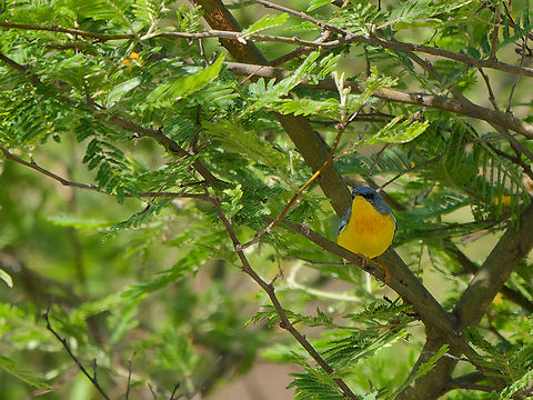 Tropical Parula in Peru  Geotagged,Peru,Setophaga pitiayumi,Spring,Tropical parula