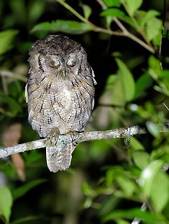Tropical Screech-Owl in Peru eyes wide shut Geotagged,Megascops choliba,Peru,Spring,Tropical screech owl