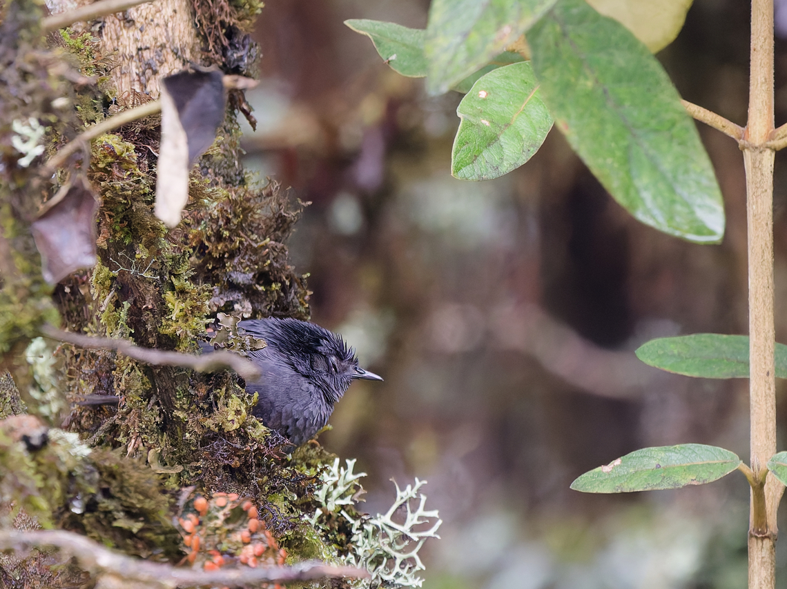 Tschudis Tapaculo in Peru nasty bird as all Tapaculos: noisy, secretive, lightning-fast moving. For a moment silent and motionless. I would like to tap them all at their culo .... Endemic species,Geotagged,Peru,Scytalopus acutirostris,Spring,Tschudi's tapaculo