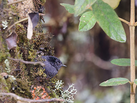 Tschudis Tapaculo in Peru nasty bird as all Tapaculos: noisy, secretive, lightning-fast moving. For a moment silent and motionless. I would like to tap them all at their culo .... Endemic species,Geotagged,Peru,Scytalopus acutirostris,Spring,Tschudi's tapaculo