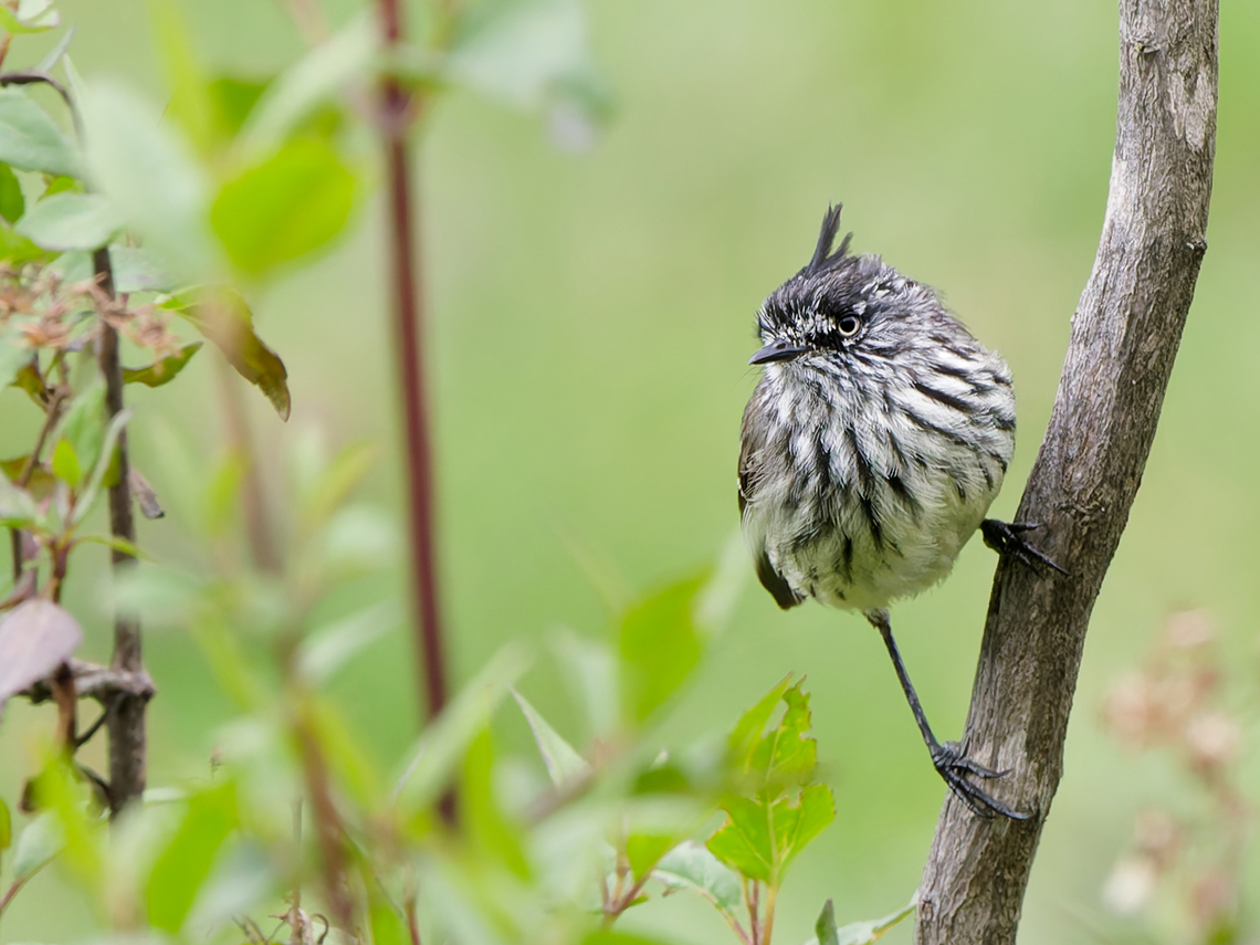 Tufted Tit-Tyrant in Peru  Anairetes parulus,Geotagged,Peru,Spring,Tufted tit-tyrant