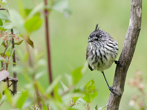 Tufted Tit-Tyrant in Peru  Anairetes parulus,Geotagged,Peru,Spring,Tufted tit-tyrant