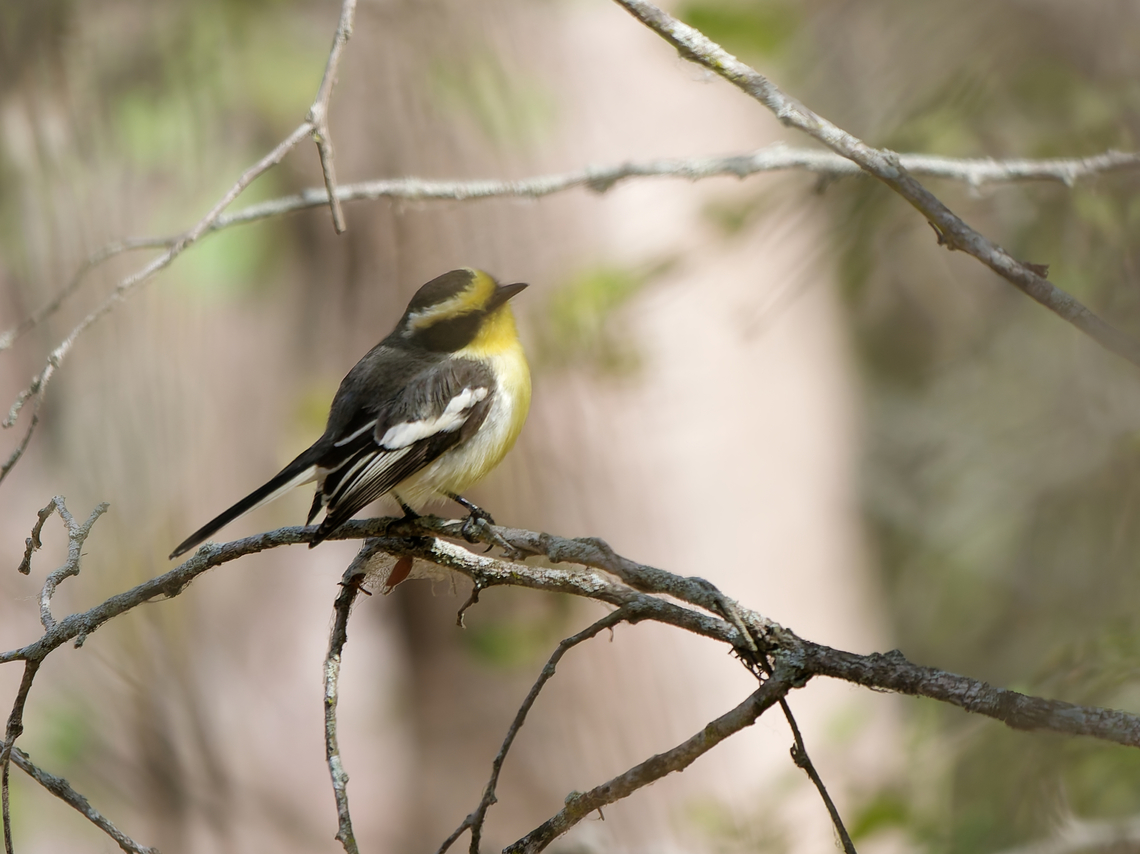 Tumbes Chat-Tyrant eBird name: Tumbes Chat-Tyrant  (Ochthoeca salvini)<br />
en.WP name: Tumbes Tyrant (Tumbezia salvini), also IOC World Bird List (v 14.2), 2024 Endemic species,Geotagged,Ochthoeca salvini,Peru,Spring,Tumbes tyrant